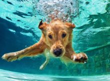 consejos para enseñarle a nadar a un perro